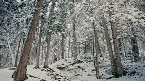 Winter Hike Through a Snowy Coniferous Forest in the Mountain Wilderness 库存影片 331165472