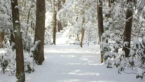 Winter hike in the woods Stock Footage 10750418