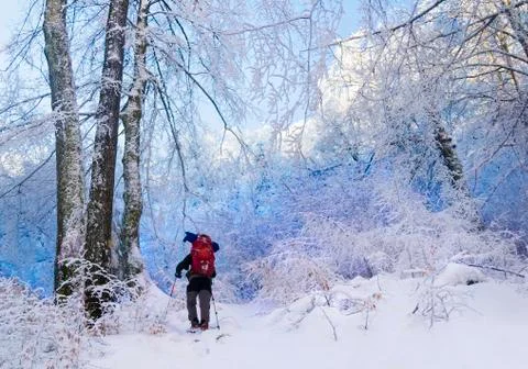 Winter hiking in the forest Stock Photos