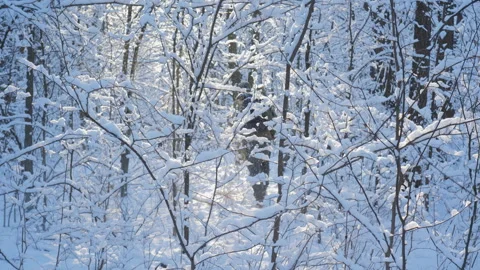 Winter hiking through a snow-covered forest with a backpack Stock Footage 313489779