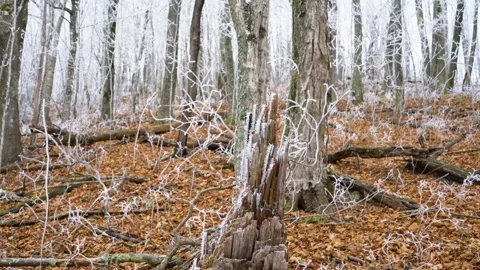 Winter hoarfrost in a bare mountainside forest, in North Carolina Video stock 266921808