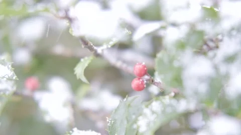Winter Holiday Stock Footage