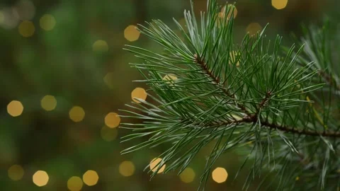 Winter Holidays Background with Pine Tree Branch and Glowing Bokeh Loop Stock Footage 344057969