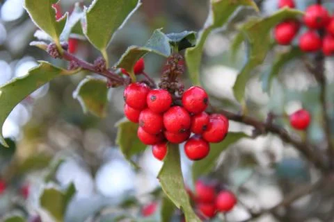 Winter Holly 2 Stock Photos