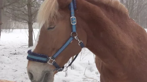 Winter horse head close-up Stock Footage 133985887