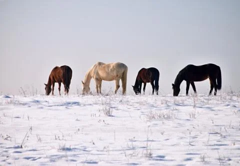 Winter horses Stock Photos