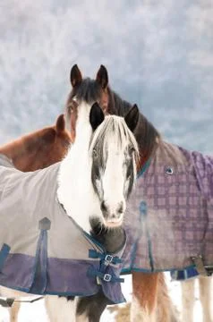 Winter horses Stock Photos