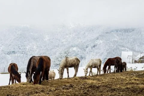 Winter horses Foto stock