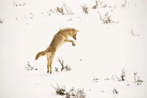 Winter Hunter Stock Photos