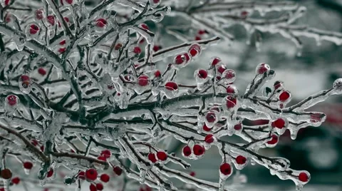 Winter Ice on Branch with Berries Stock Footage 58906365
