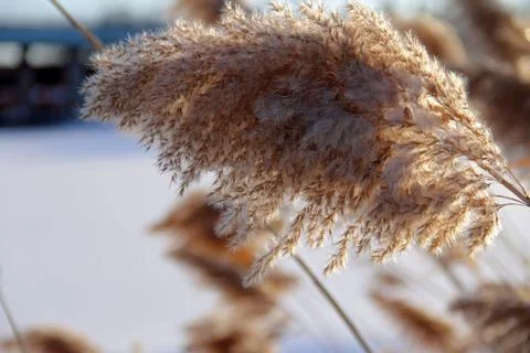 Winter Ice Flower Stock Photos