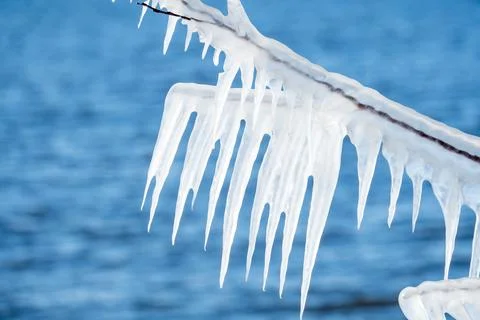 Winter ice formations on branches Stock Photos