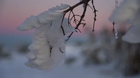 Winter ice formations on tree branches at dawn in a tranquil snowy landscape. Stock Footage 282701273