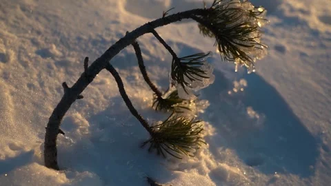 Winter ice formations on tree branches at dawn in a tranquil snowy landscape Stock Footage 290943888