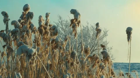 Winter. Ice on the river . Snowy field. Sunset. Sparkling snow. Bulrush. 스톡 동영상 62072426