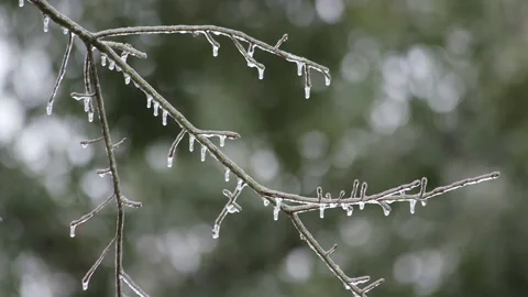 Winter ice sickles on tree branch freeze Stock Footage 148594946