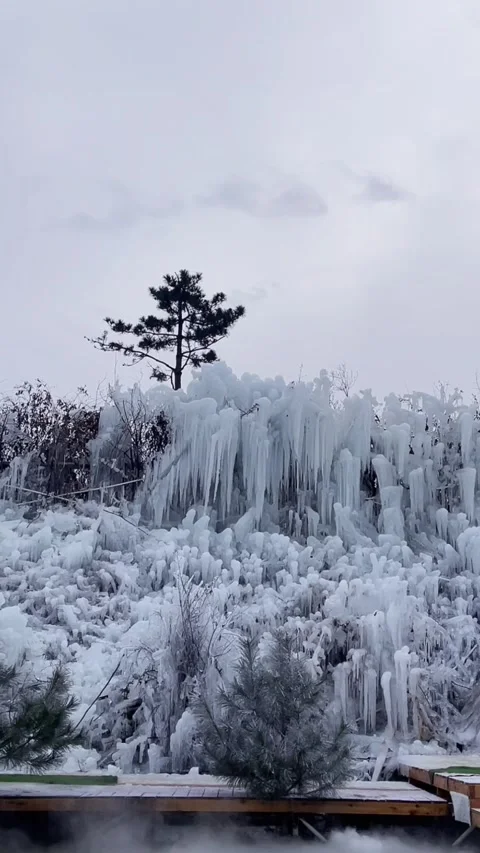 Winter Ice Waterfall and Lone Pine Tree Timelapse Vertical Video Stock Footage 325827616