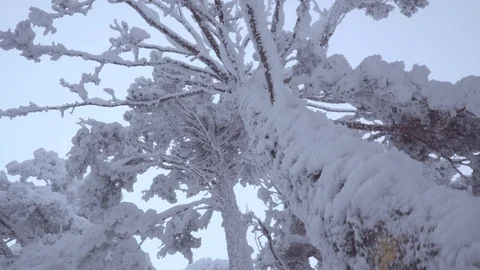 Winter iced cup of trees. POV Stock Footage 86221496