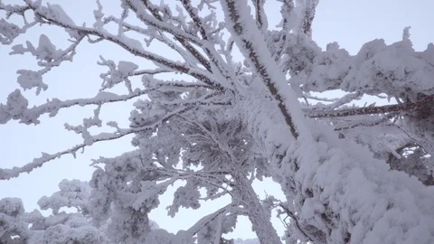 Winter iced trees Stock Footage 86221320