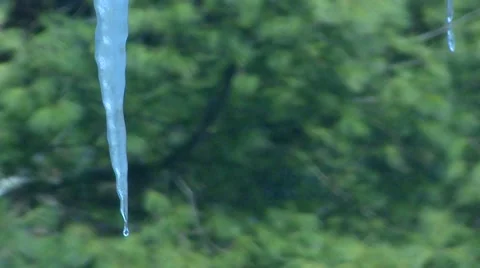 Winter - Icicle Dripping Background Trees Stock Footage 42942214
