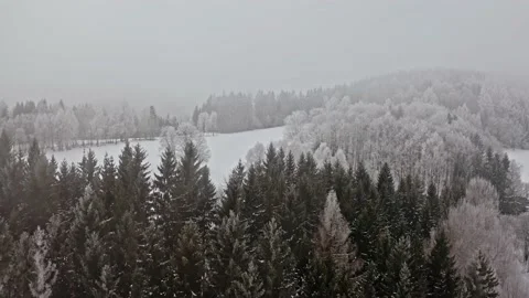 Winter icing snow hoarfrost on trees in forest landscape with alone tree Stock Footage 141908399