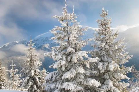 Winter idyll Stock Photos