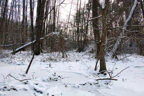 Winter impassable forest in snow with broken trees in the background Stock Photos