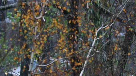 Winter, it's snowing Stock Footage 12432020