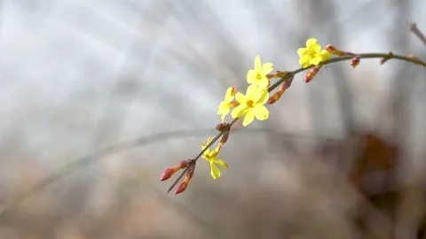 Winter jasmine is blooming in the park in spring Video stock 237051102