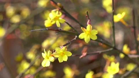 Winter jasmine is blooming in the park in spring Video stock 237052165