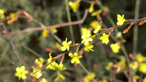 Winter jasmine is blooming in the park in spring Video stock 237052245
