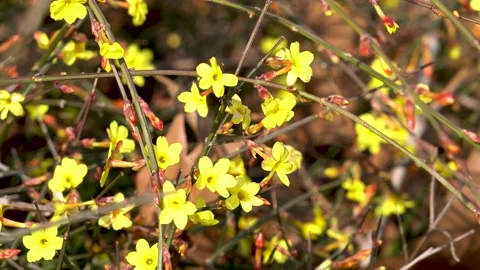 Winter jasmine is blooming in the park in spring Video stock 237069215