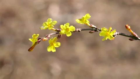Winter jasmine is blooming in the park in spring Video stock 237069219
