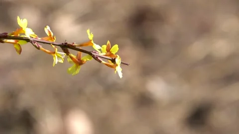 Winter jasmine is blooming in the park in spring Video stock 237070192