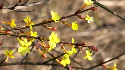Winter jasmine is blooming in the park in spring Stock Footage 237071105