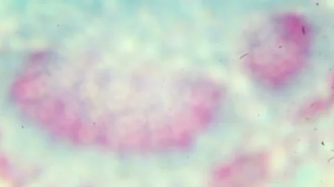 Winter Jasmine leaf under a microscope (Leaf of Winter Jasmine C.S.) Stock Footage 47026813