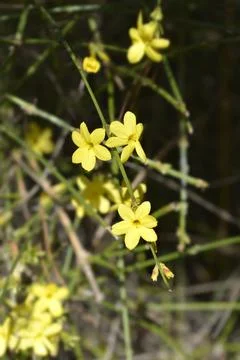 Winter jasmine Stock Photos