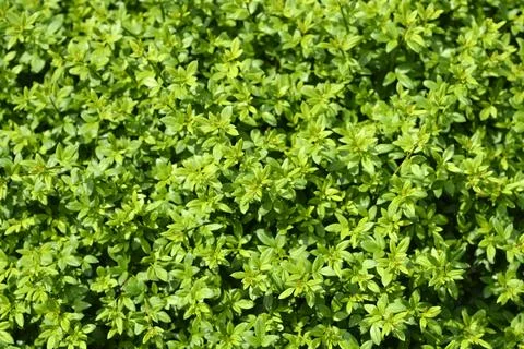 Winter jasmine Stock Photos