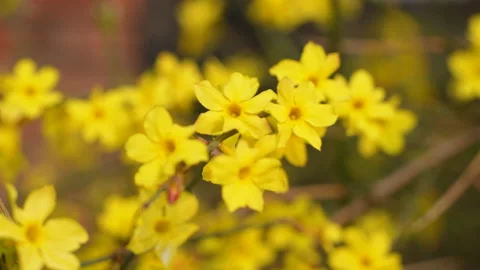 The winter jasmine is swayed by the wind, with small yellow flowers Video stock 239934522