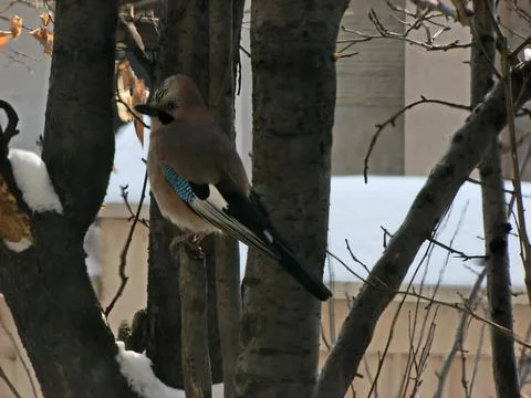 In winter, the jay, perched on a branch, waits for food on the balcony Stock Photos