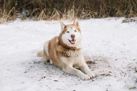 Winter Joy Stock Photos