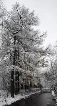 Winter is just begin in the park Foto stock
