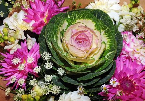 Winter kale Stock Photos