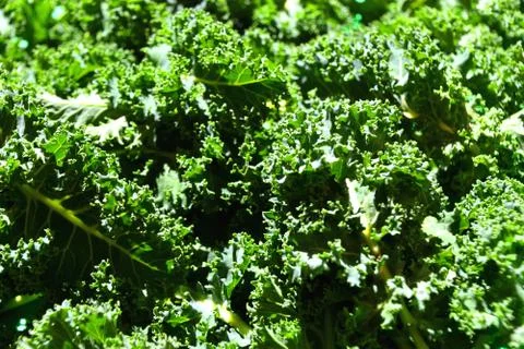 Winter Kale Stock Photos