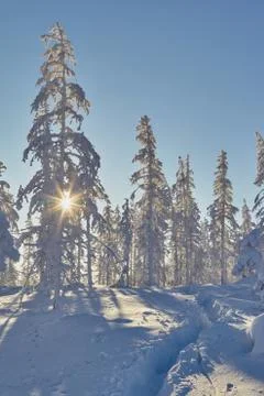 Winter. Kolyma. The rays of the sun break through the snowy branches of larch Stock Photos