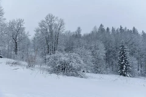 Winter in Krkonose mountains, Czech Republic pure white snow, Stock Photos