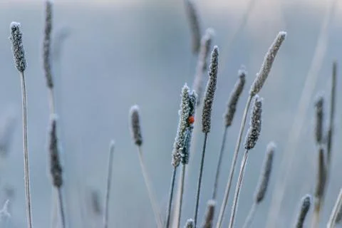Winter Ladybird Stock Photos