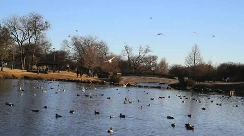 Winter Lake 1 Video stock 18188490