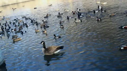 Winter Lake 2 Stockbeeldmateriaal 18188474