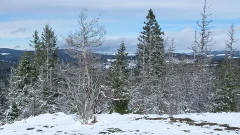 The winter lake between the mountains covered with snowy forest Stock Footage 266651763